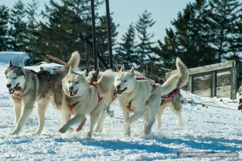 雪地中奔跑的哈士奇群