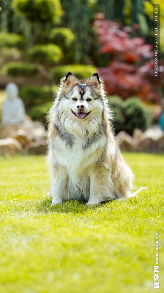 草地上的长毛犬