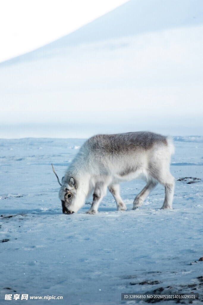 北极狐在冰雪之地觅食