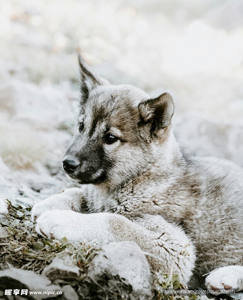 雪地中的可爱幼犬