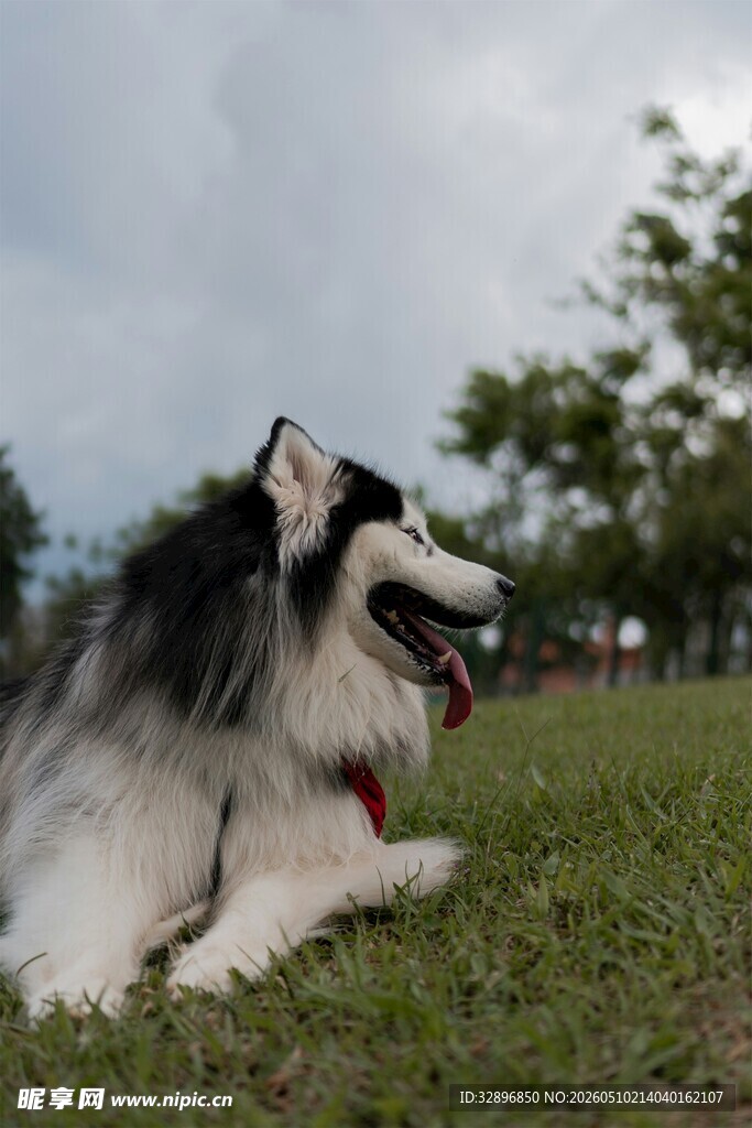 草地休憩的长毛犬