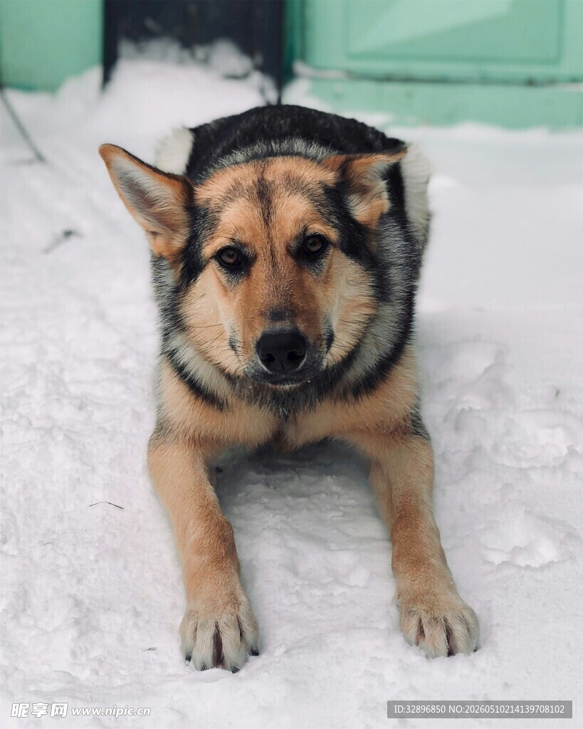 雪地中的德国牧羊犬