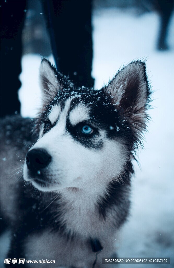 雪地中的哈士奇