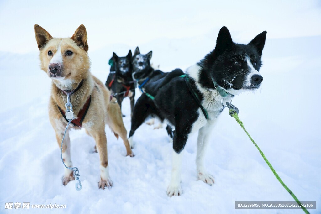 雪地中三只狗狗待命