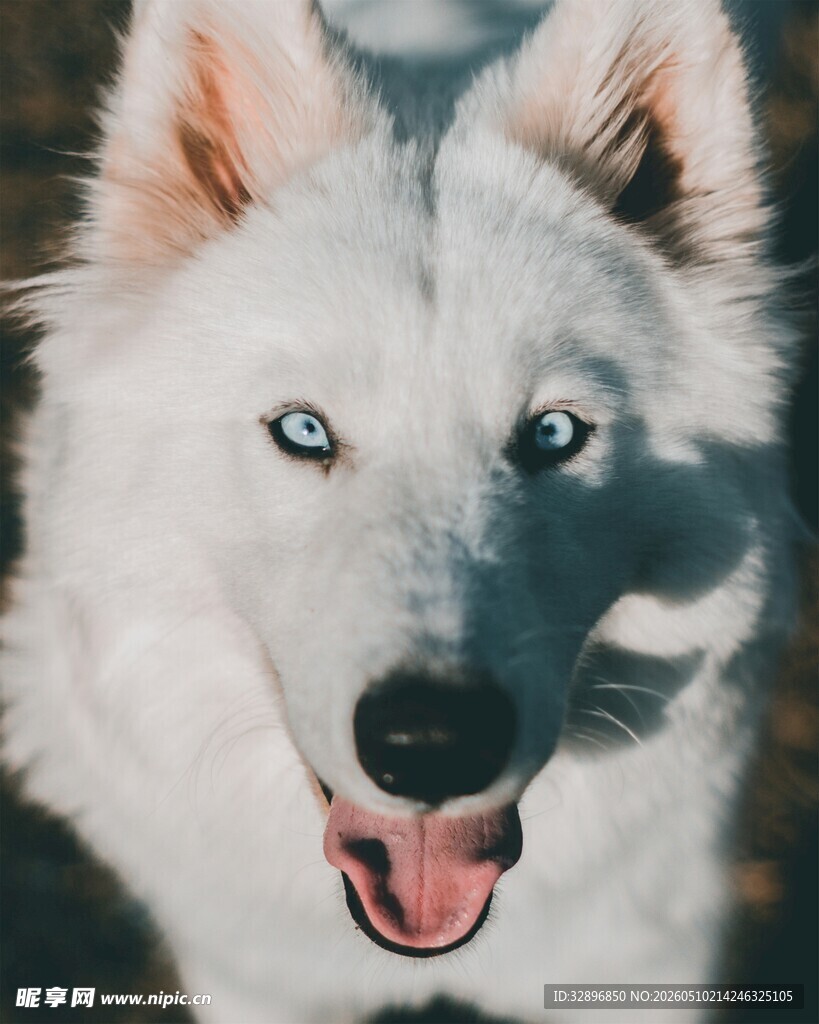 帅气白犬张嘴露舌