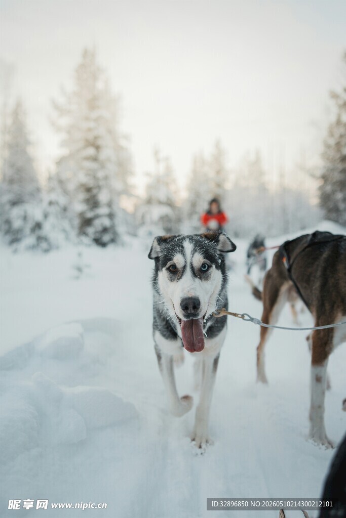 雪地中奔跑的哈士奇犬队