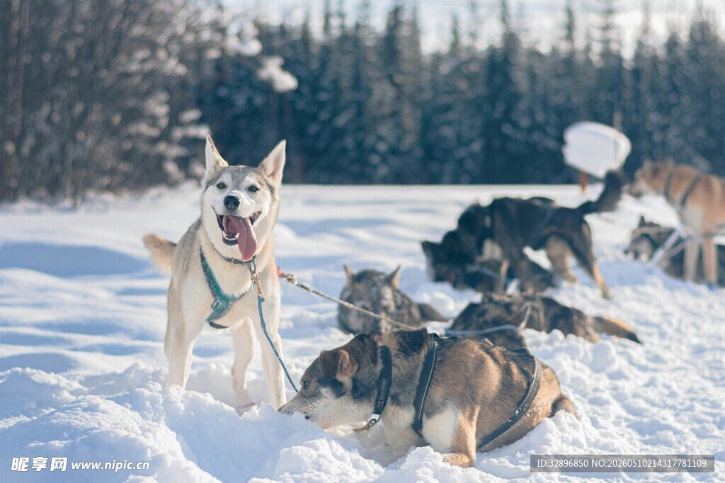 雪地中的狗群与驯犬人