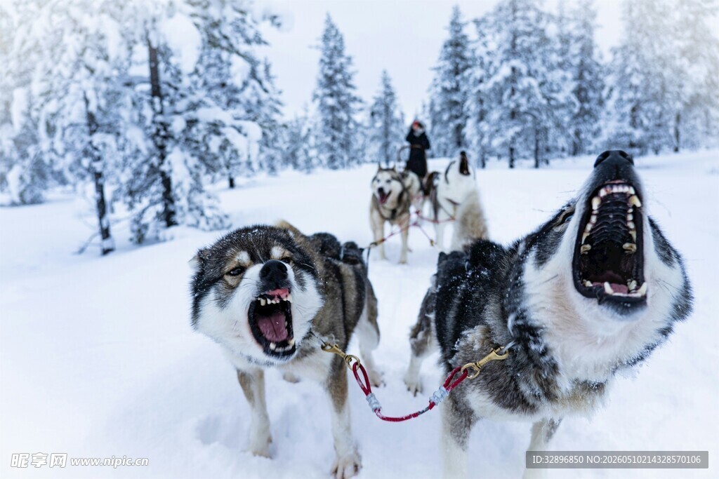 雪地中奔跑的阿拉斯加犬