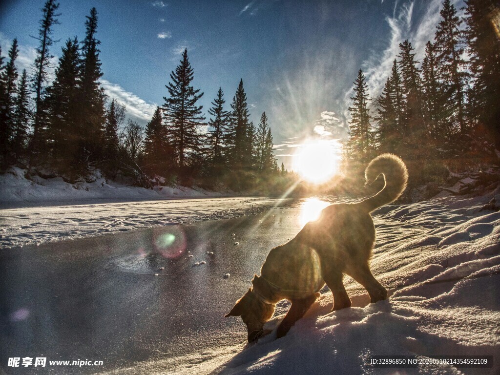 冬日雪地双犬嬉戏美景