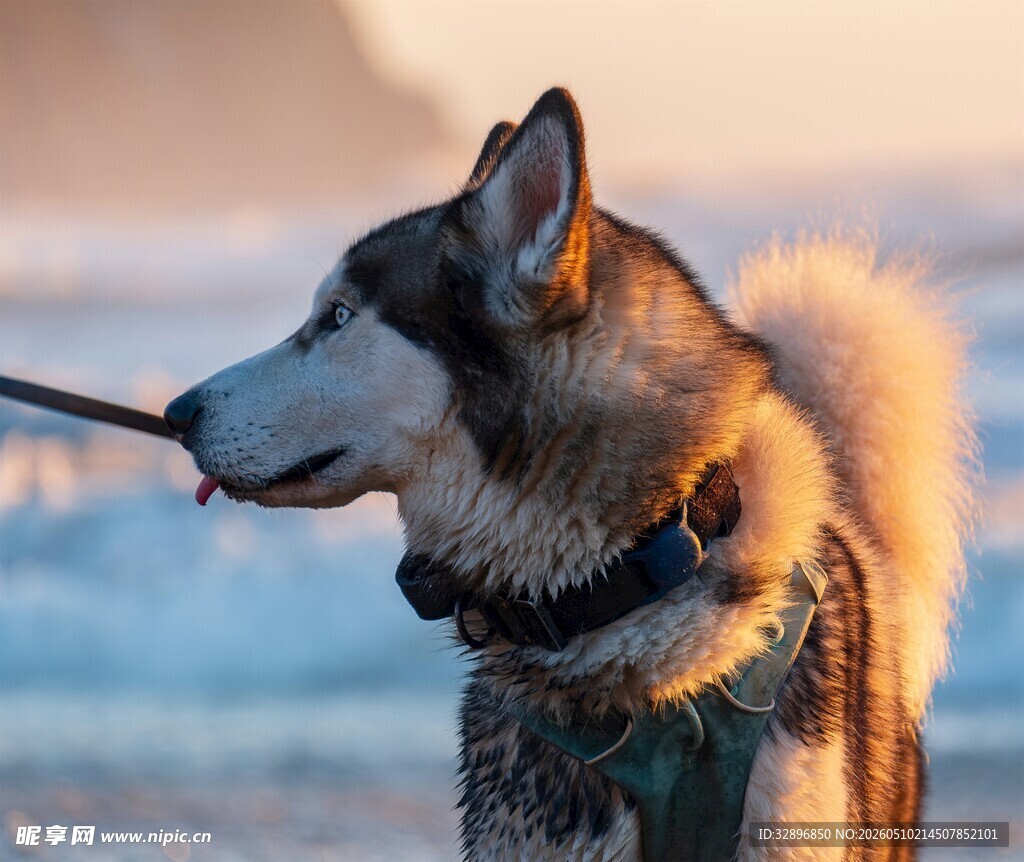 雪地中帅气的阿拉斯加犬