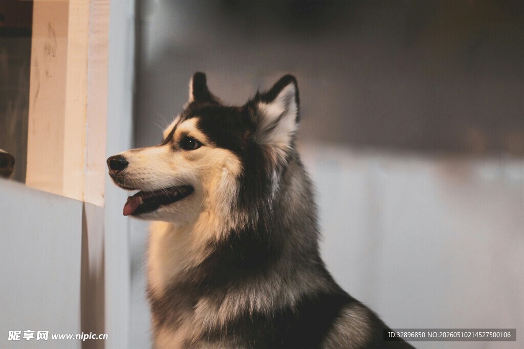 帅气阿拉斯加犬室内侧头