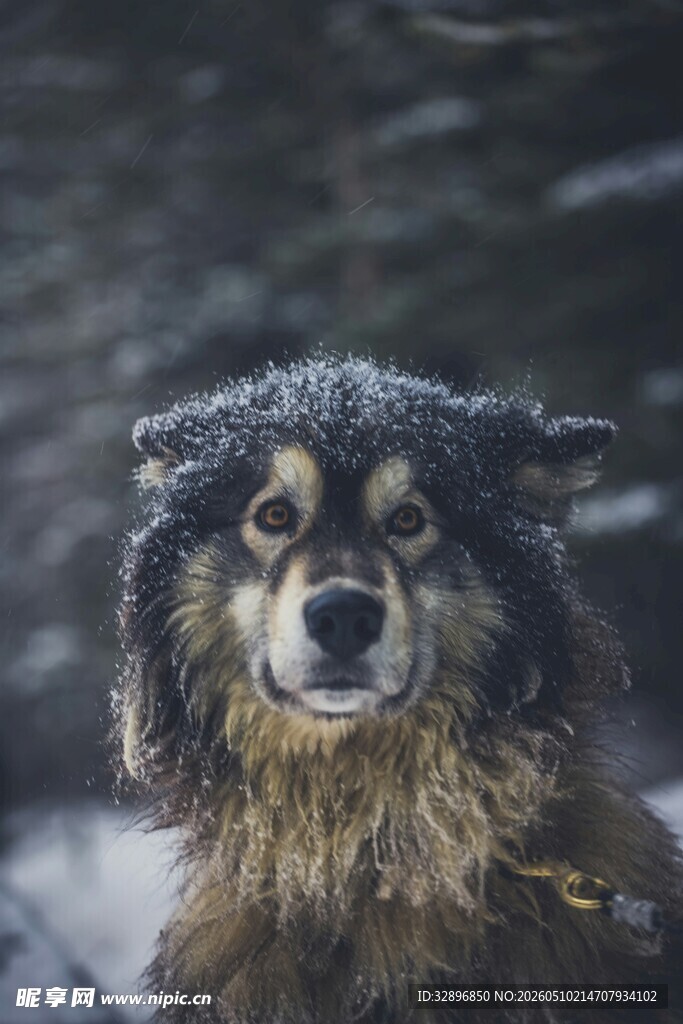 雨中湿毛的可爱狗狗