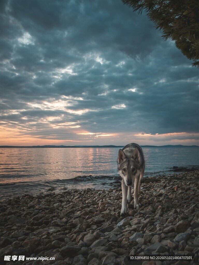 黄昏海边独行的狗狗