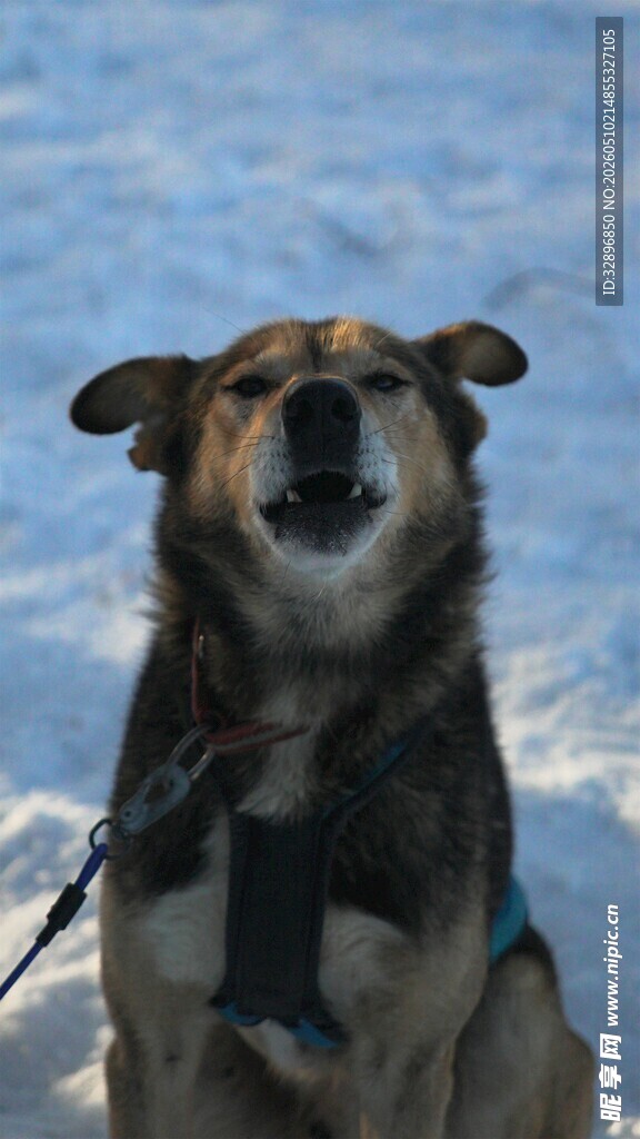 雪地中的欢乐狗狗