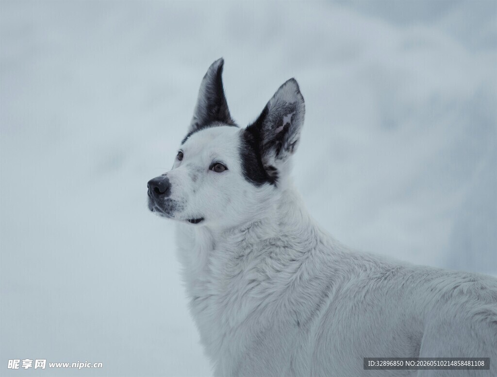 雪地中的黑白犬