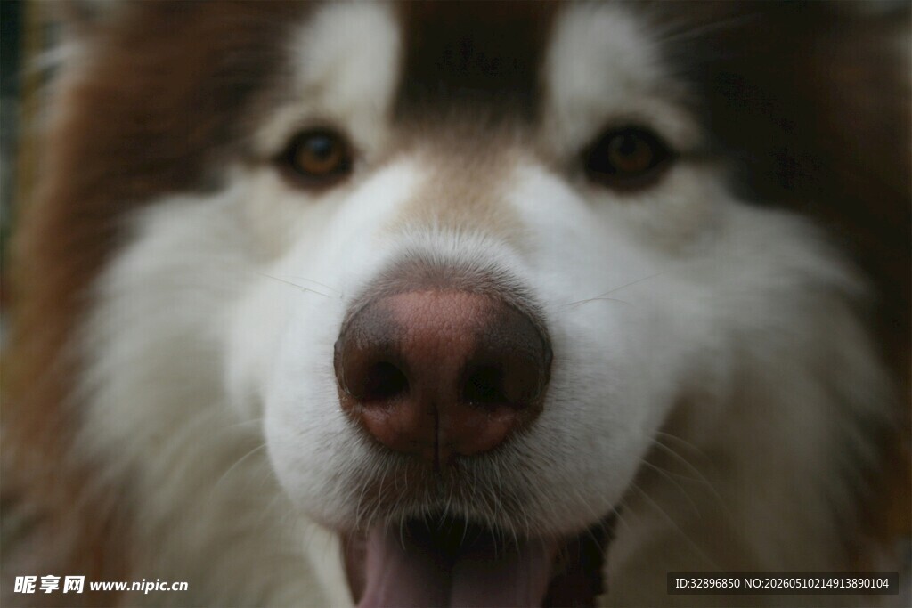 可爱阿拉斯加犬咧嘴笑