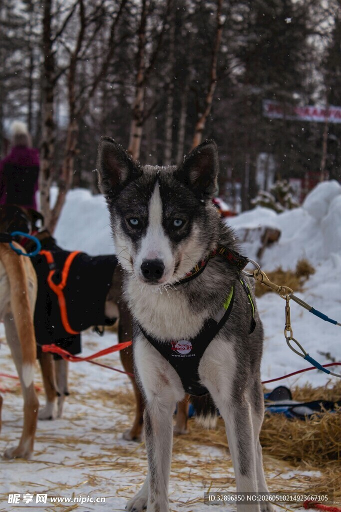 雪地中的拉雪橇犬