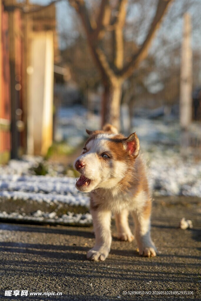 雪地中奔跑的可爱小狗