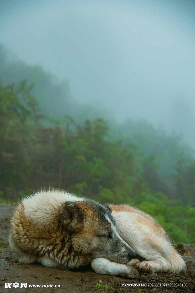 雾中休憩的野生动物