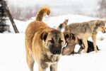 雪地中的群犬