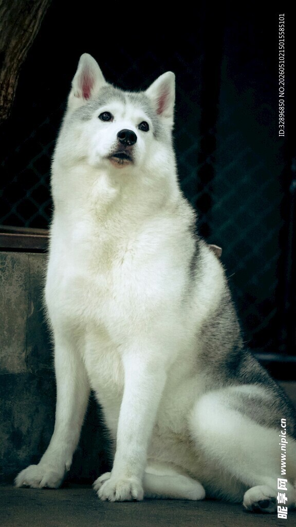 优雅坐姿的白色萨摩耶犬