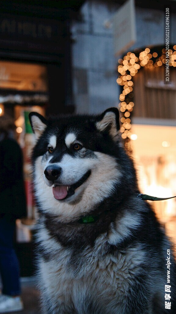 可爱阿拉斯加犬街头卖萌