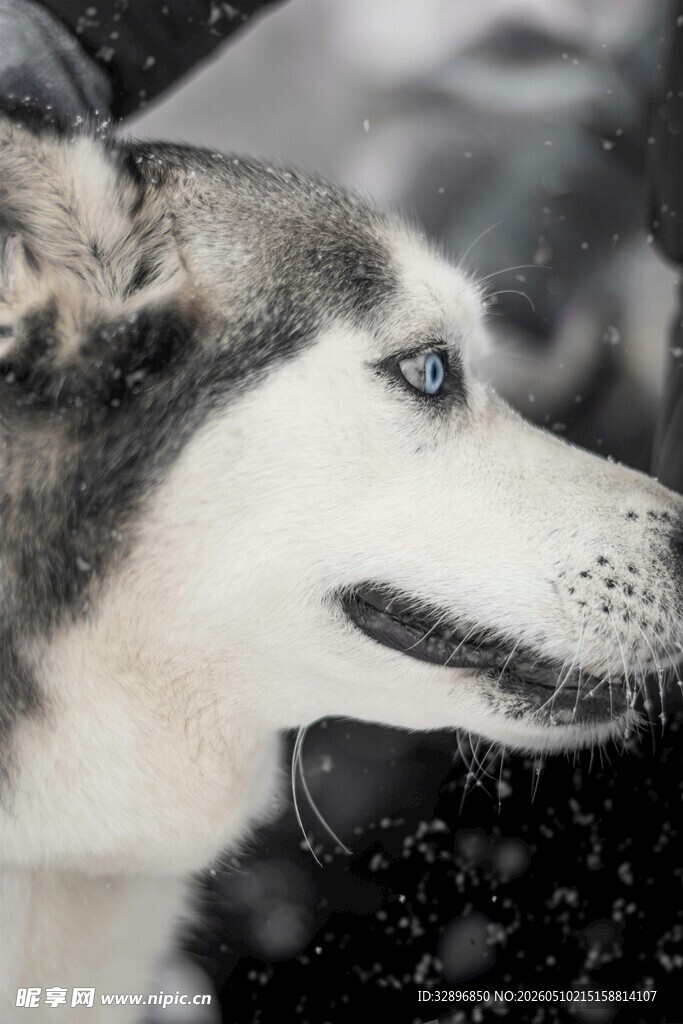 雪地中的哈士奇侧颜