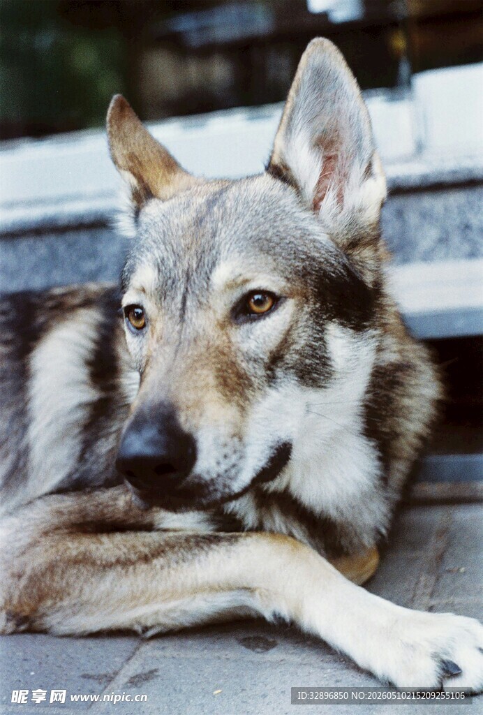 趴着的帅气狼犬