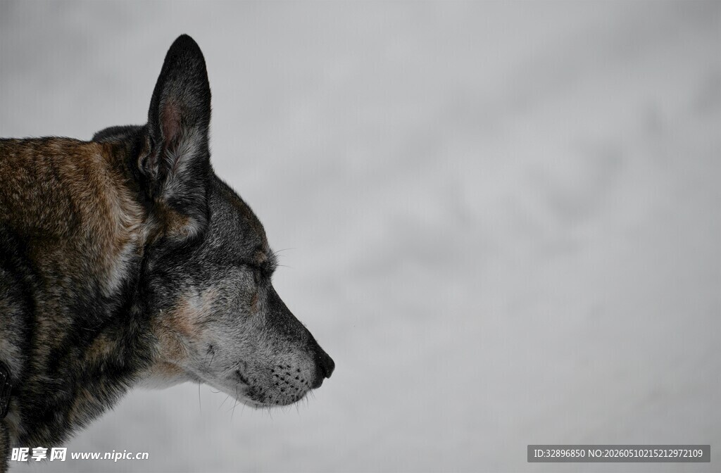 雪地中的德国牧羊犬