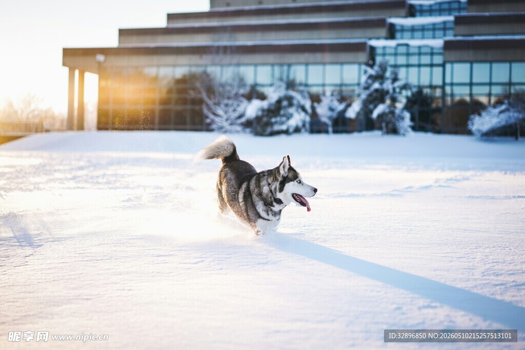 雪地中奔跑的狗狗