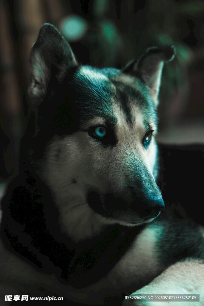 蓝眼黑犬特写