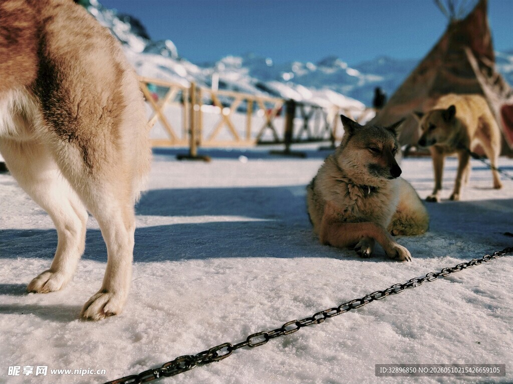 雪地中休憩的几只动物