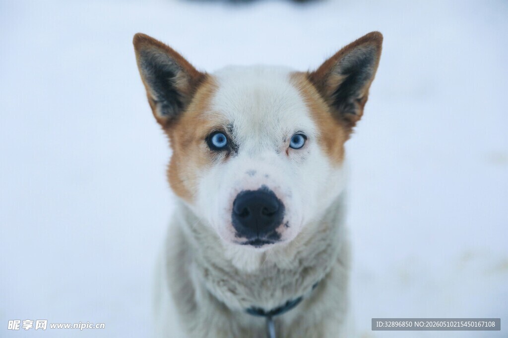 雪地中的蓝眼萌犬