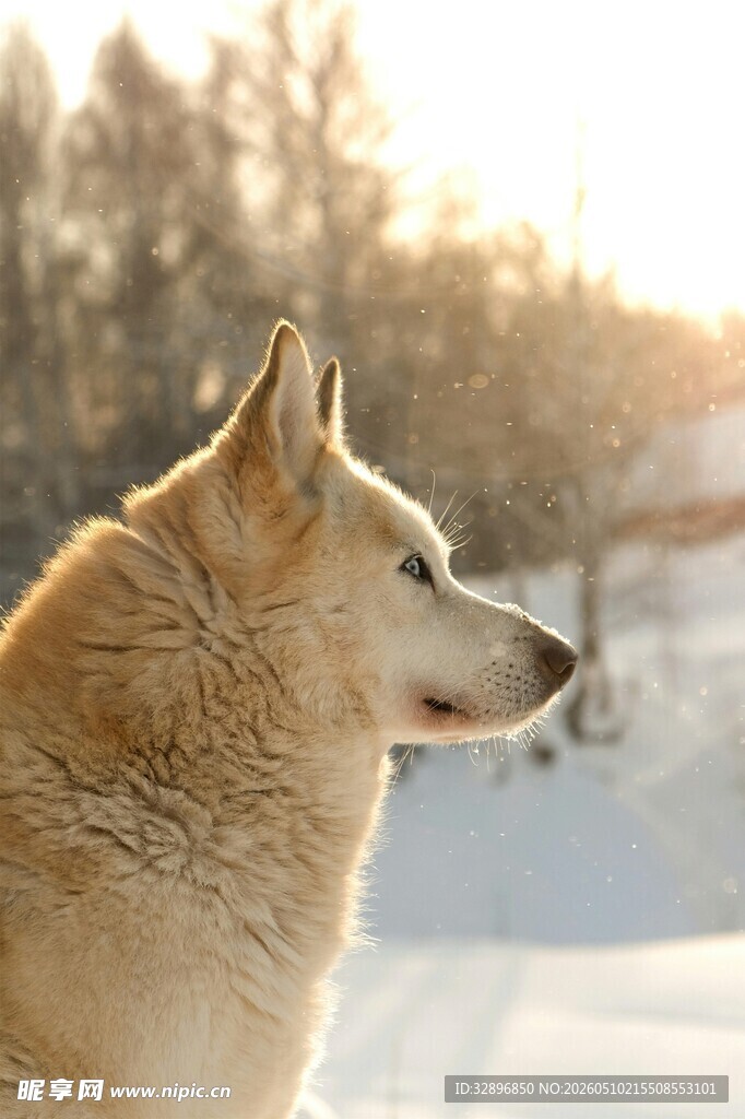 雪地中的俊俏哈士奇