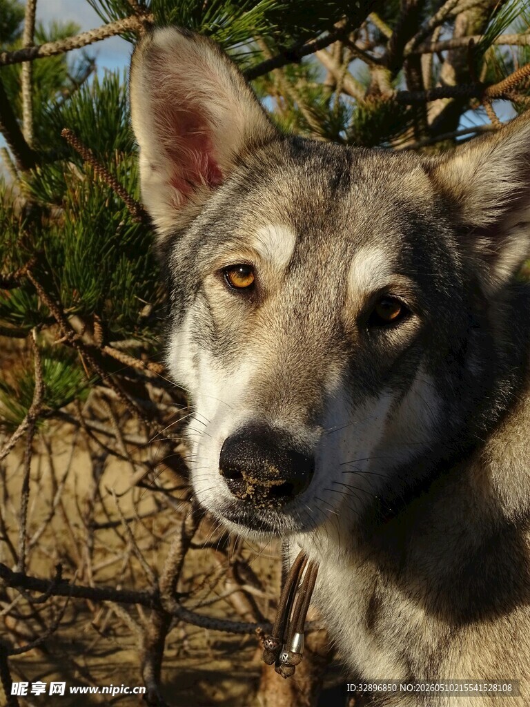 凝视的狼犬