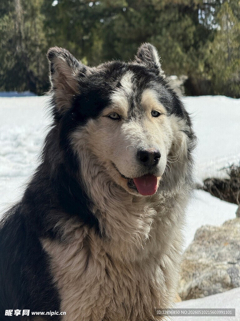 雪地中的开心哈士奇