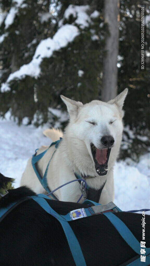 雪地中拉雪橇的欢快白犬