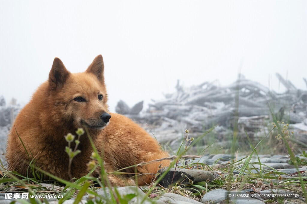 荒野中的棕色犬