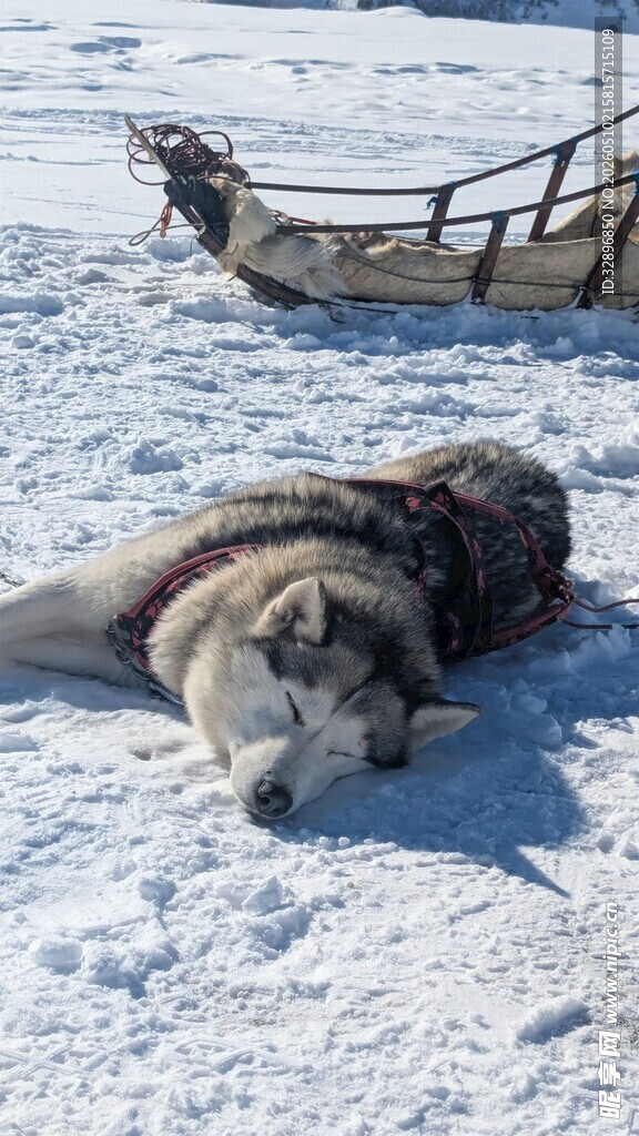 雪地中休憩的哈士奇
