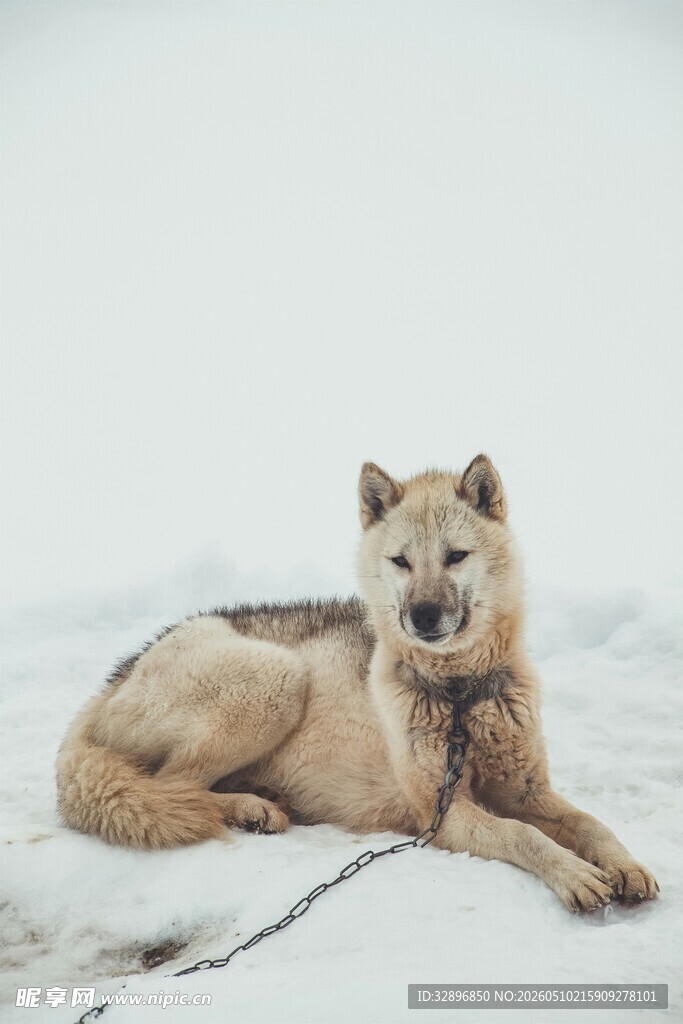 雪地中的休憩狼
