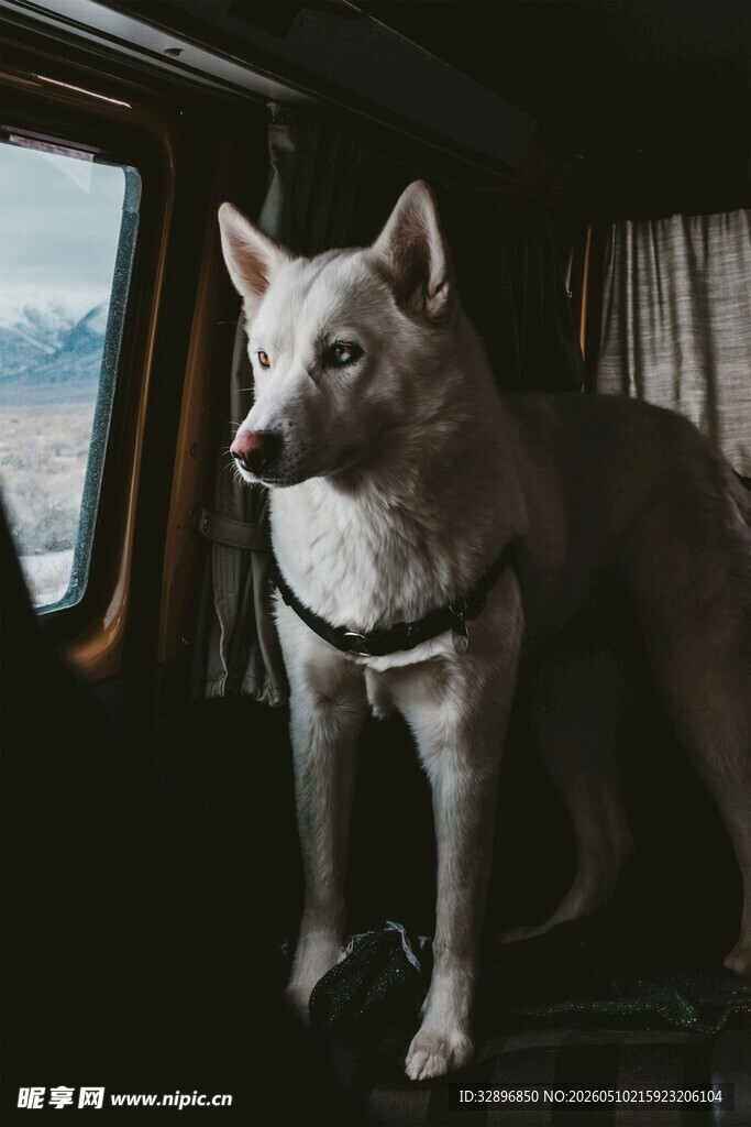车内萌犬眺望窗外风景