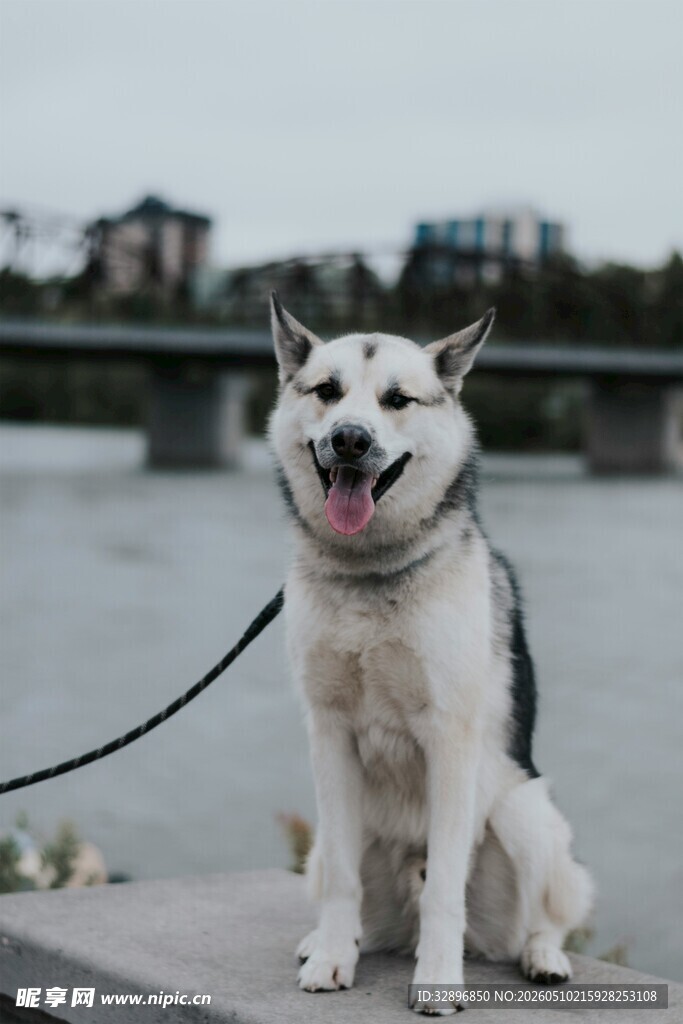 河边拴绳的开心白狗