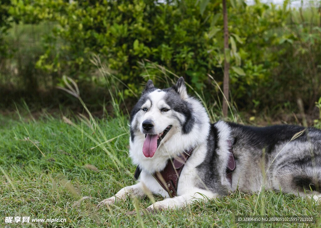 草地休憩的喜乐蒂牧羊犬