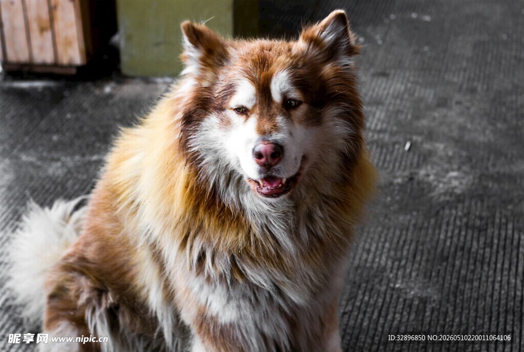 可爱长毛犬张嘴露舌