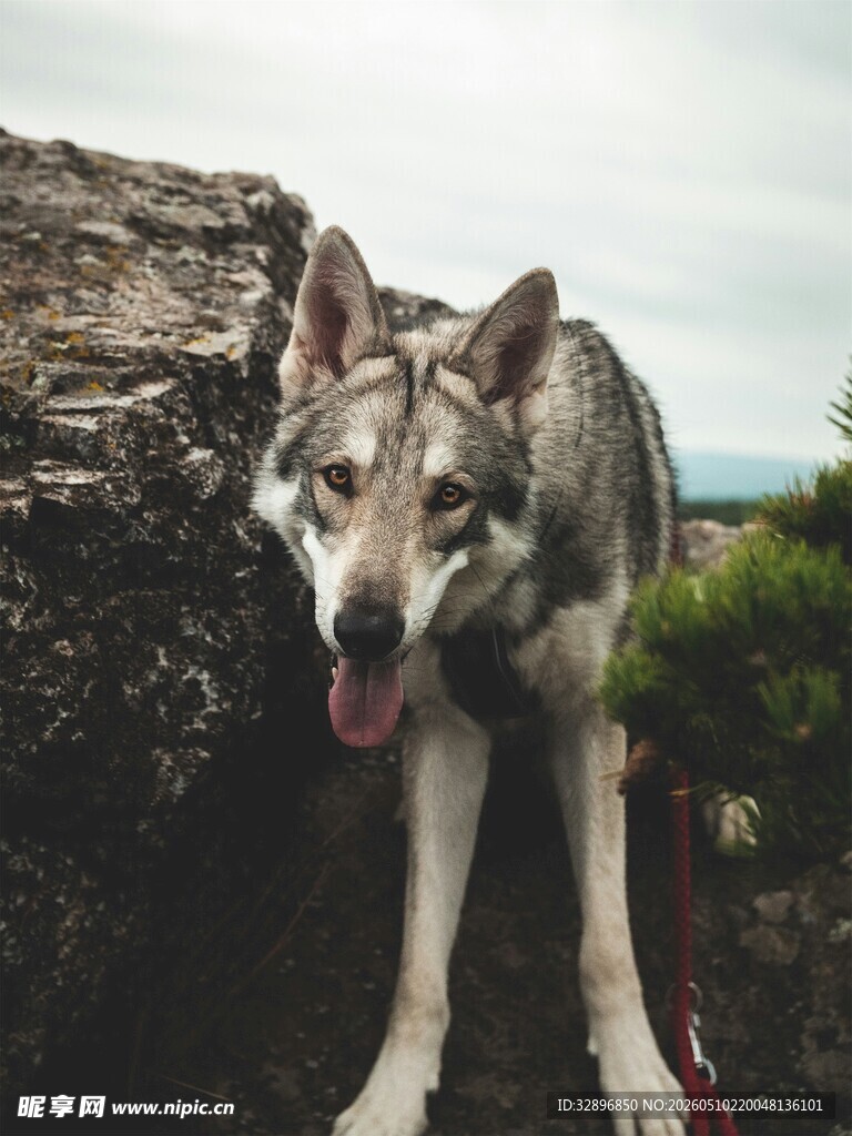 岩石边吐舌的帅气狼犬