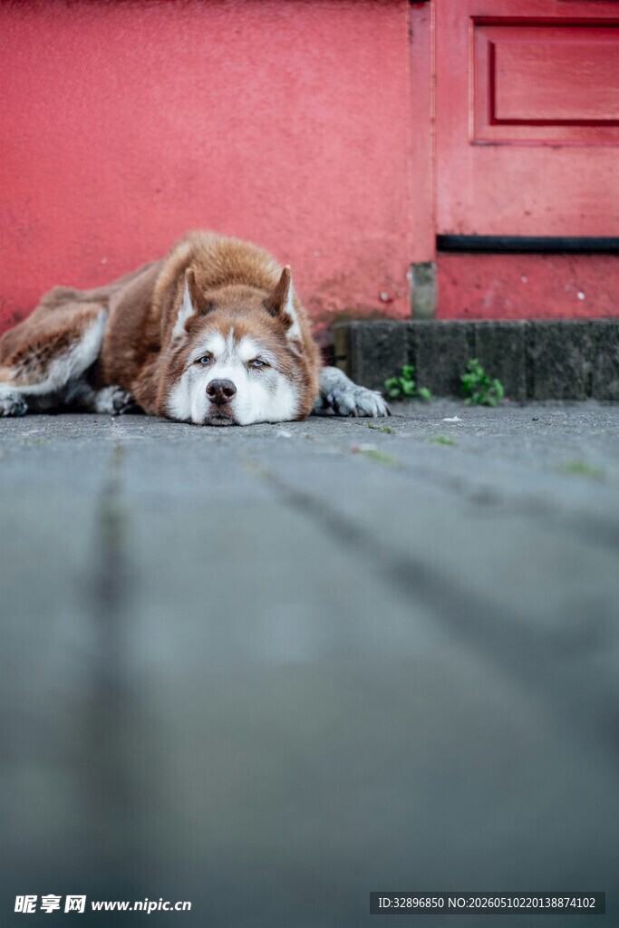 趴着休息的可爱狗狗