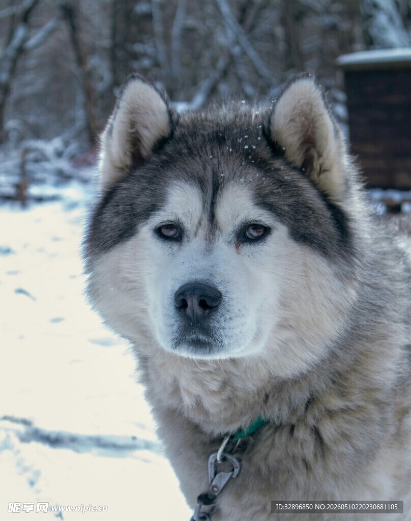 雪地中的哈士奇犬