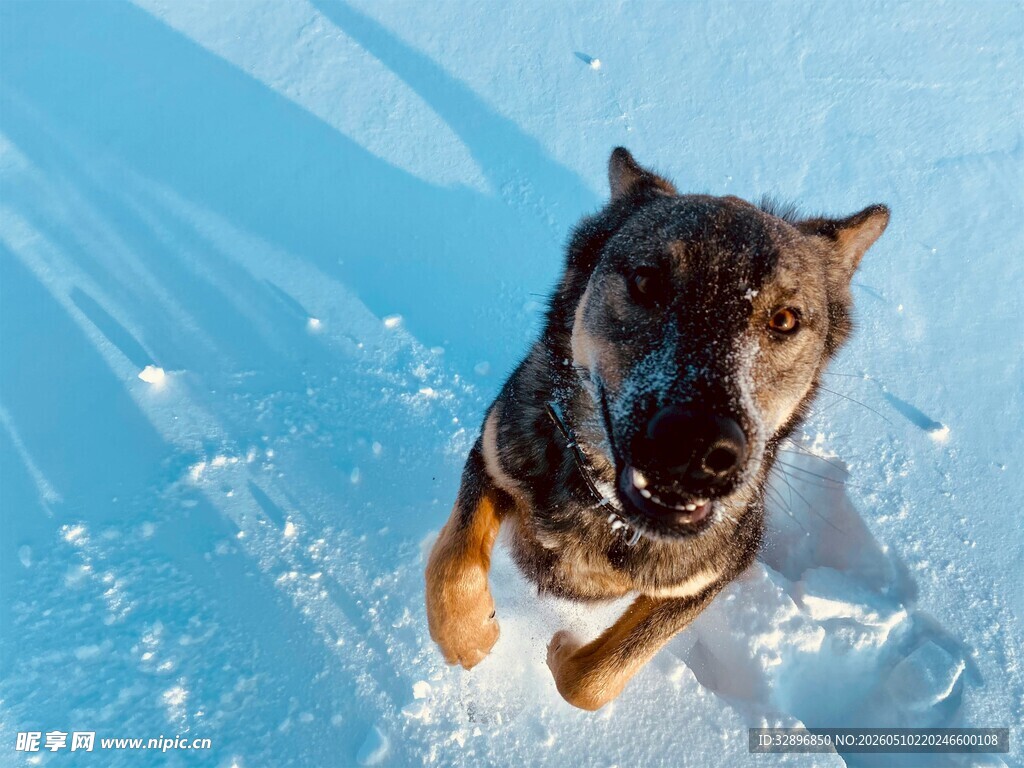 雪地中跃起的帅气狗狗