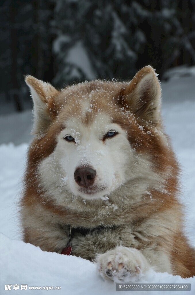 雪地中休憩的可爱哈士奇