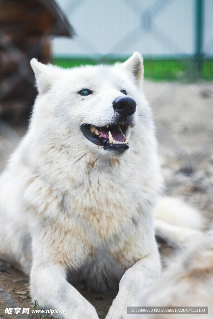 微笑的白毛犬惬意趴卧